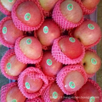 La nouvelle récolte de pommes Qinguan arrive bientôt